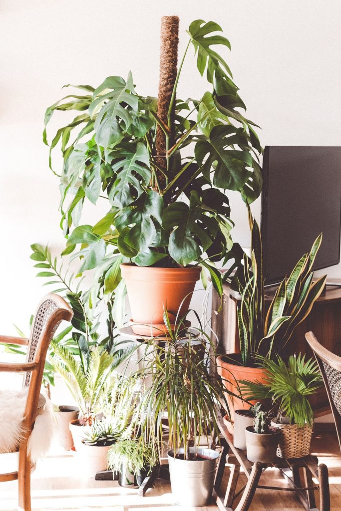 Cozy living room corner with green plants