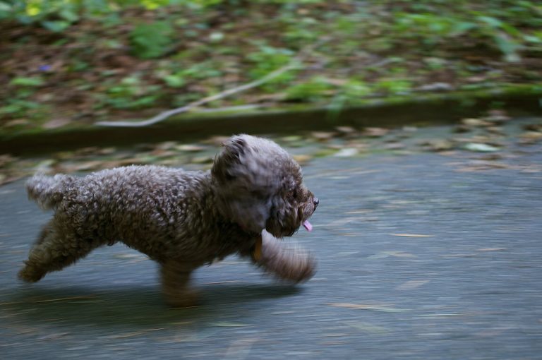 Cute puppy running (Unsplash)