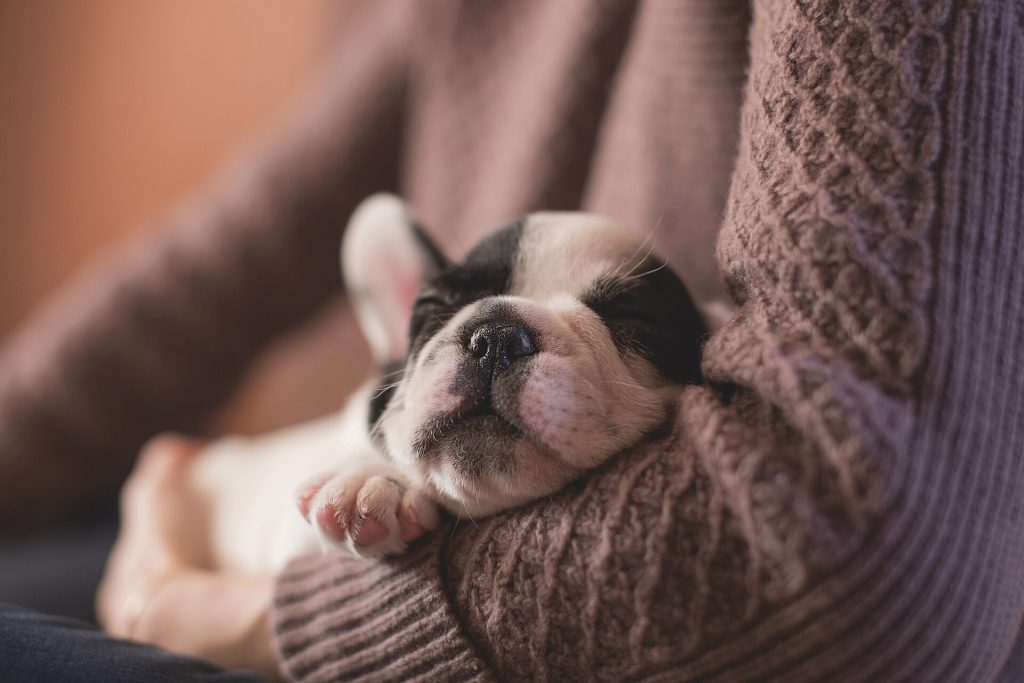 Woman holds sleeping puppy (Unsplash)