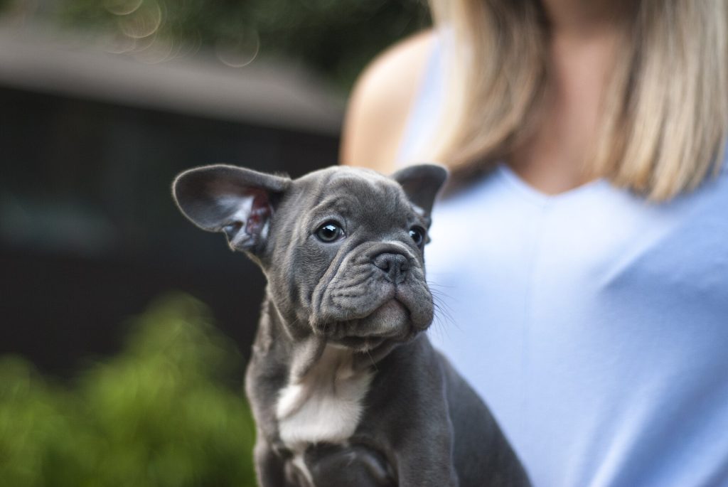 French Bulldog Puppy (Unsplash)