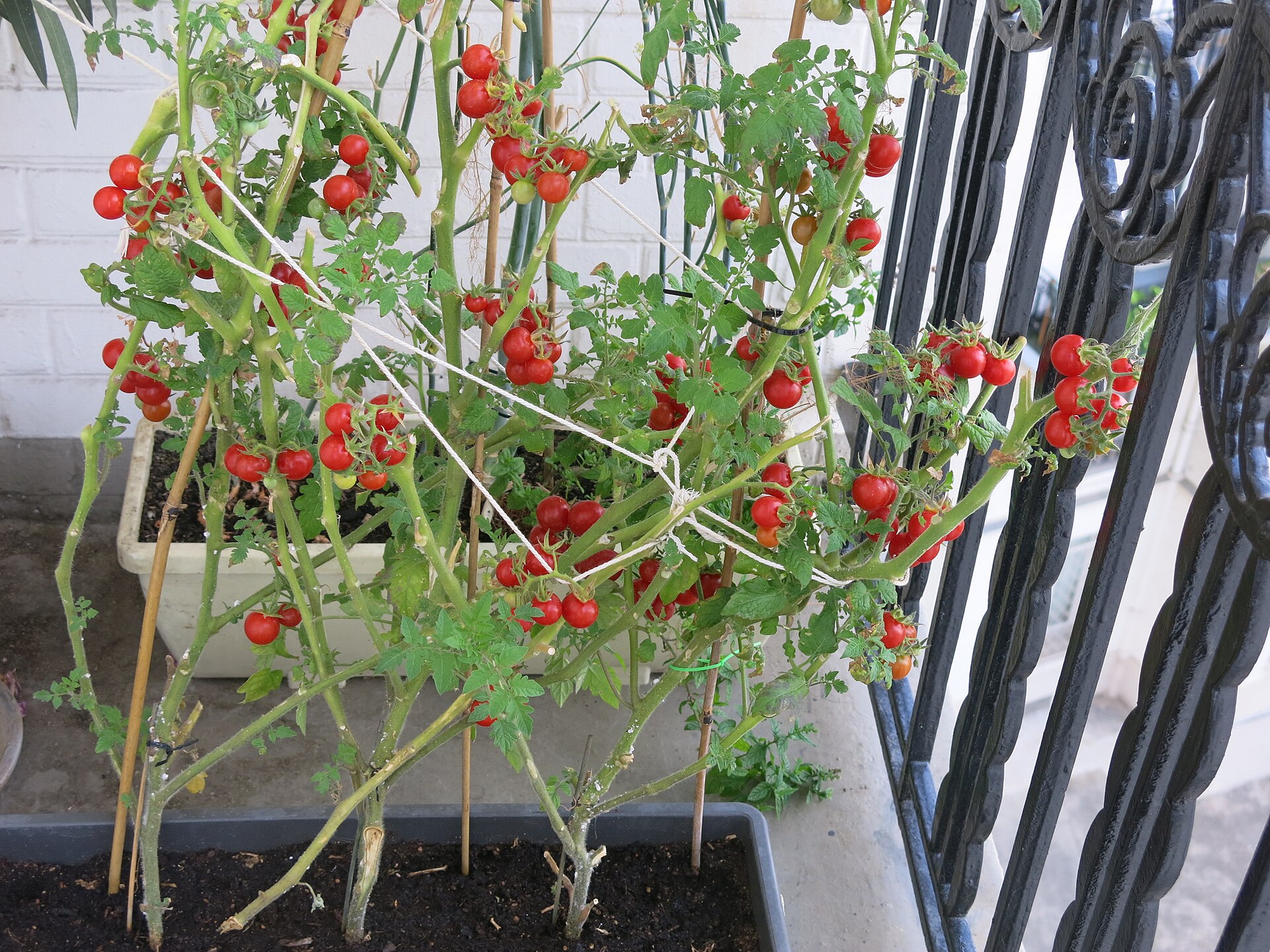 Plants on balcony D220726
