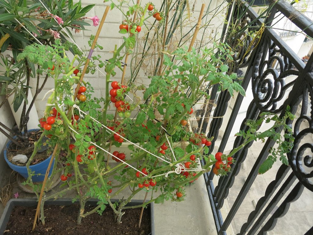 Plants on balcony D220722